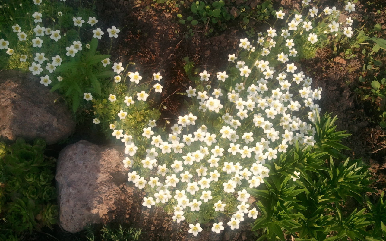 Растение резуха на поляне