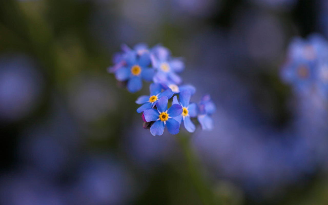 Маленькие красивые  цветы незабудки