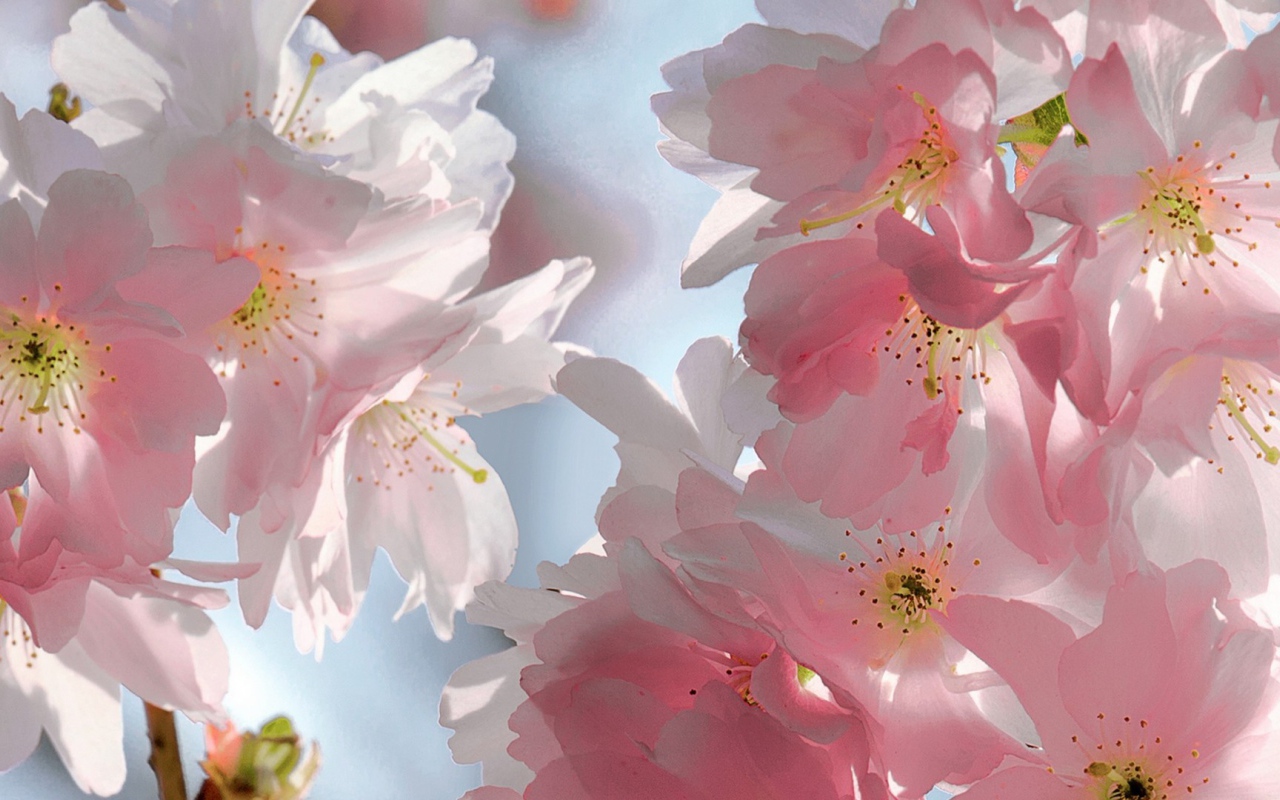 Розовый мягкий букет