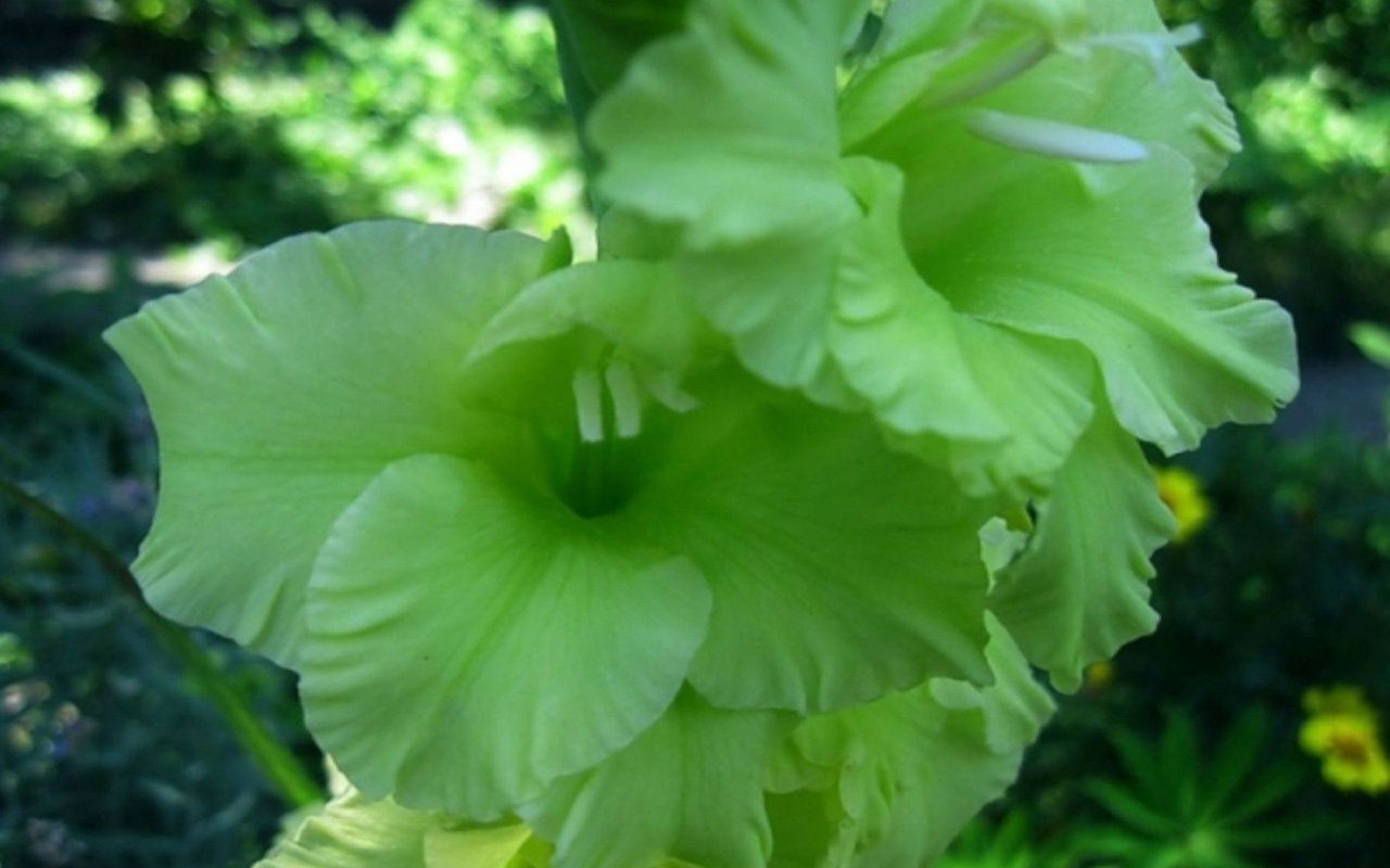 Сорт зеленых гладиолусов