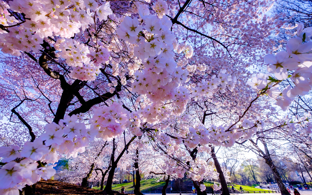 Весенние вишневые цветы