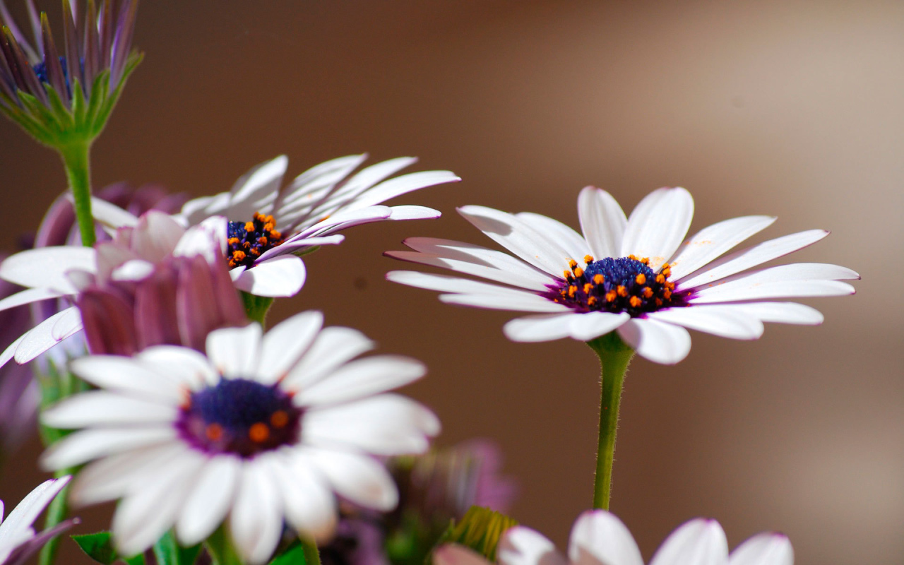 Весенние цветы маргаритки на поляне