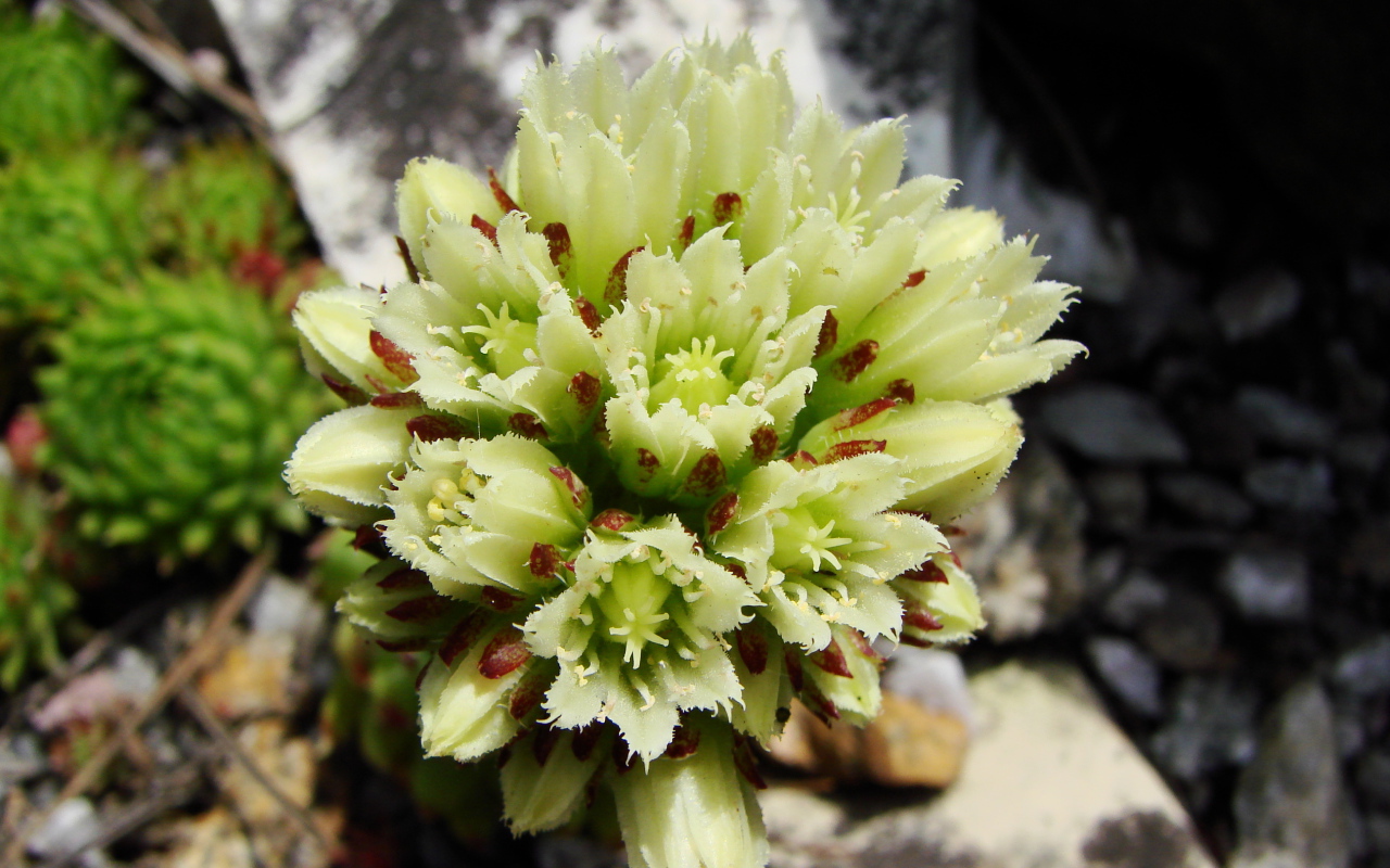 В саду красивое растение молодило 