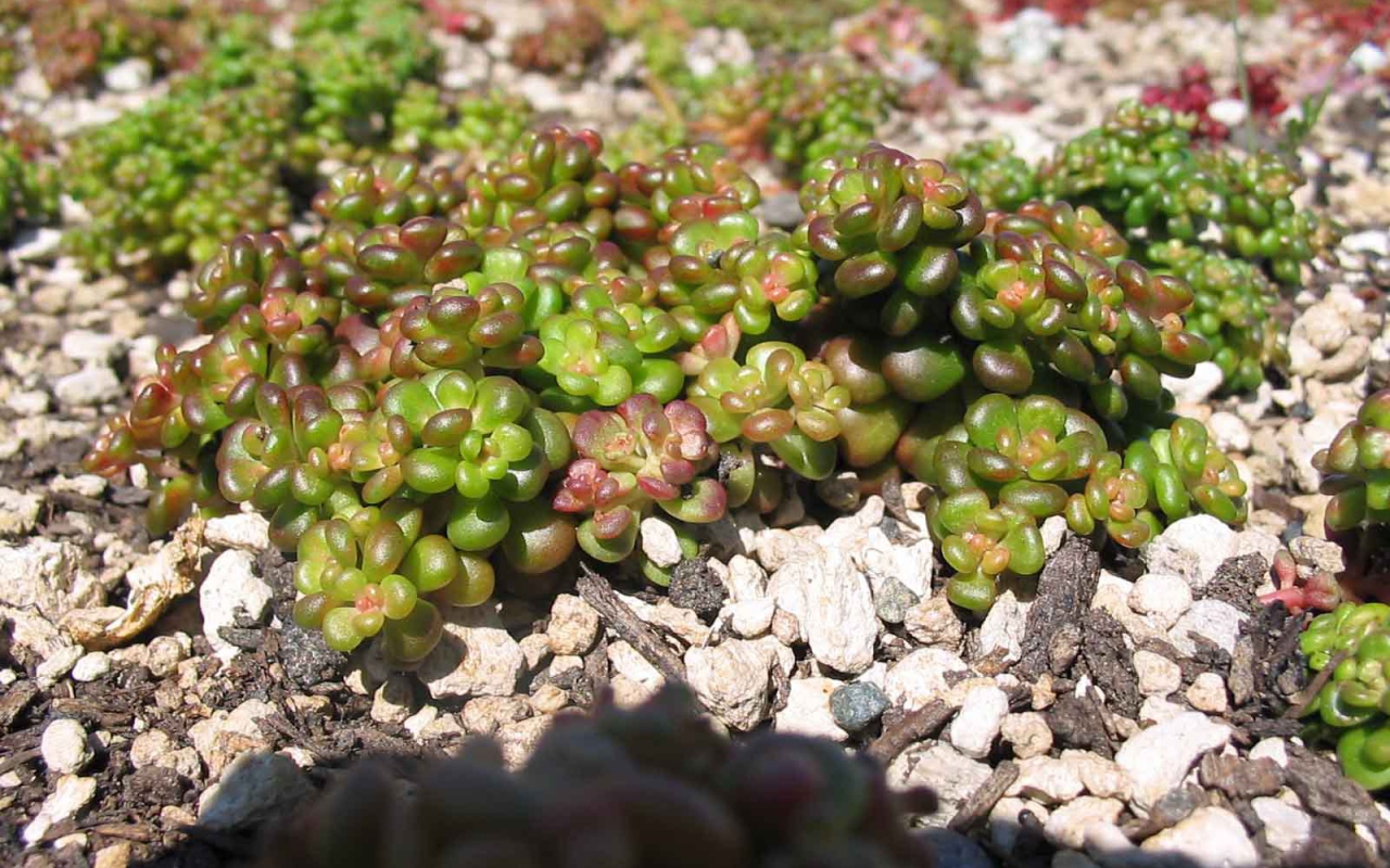 В саду красивое растение седум