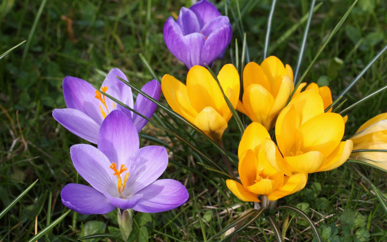 В парке цветы крокусы