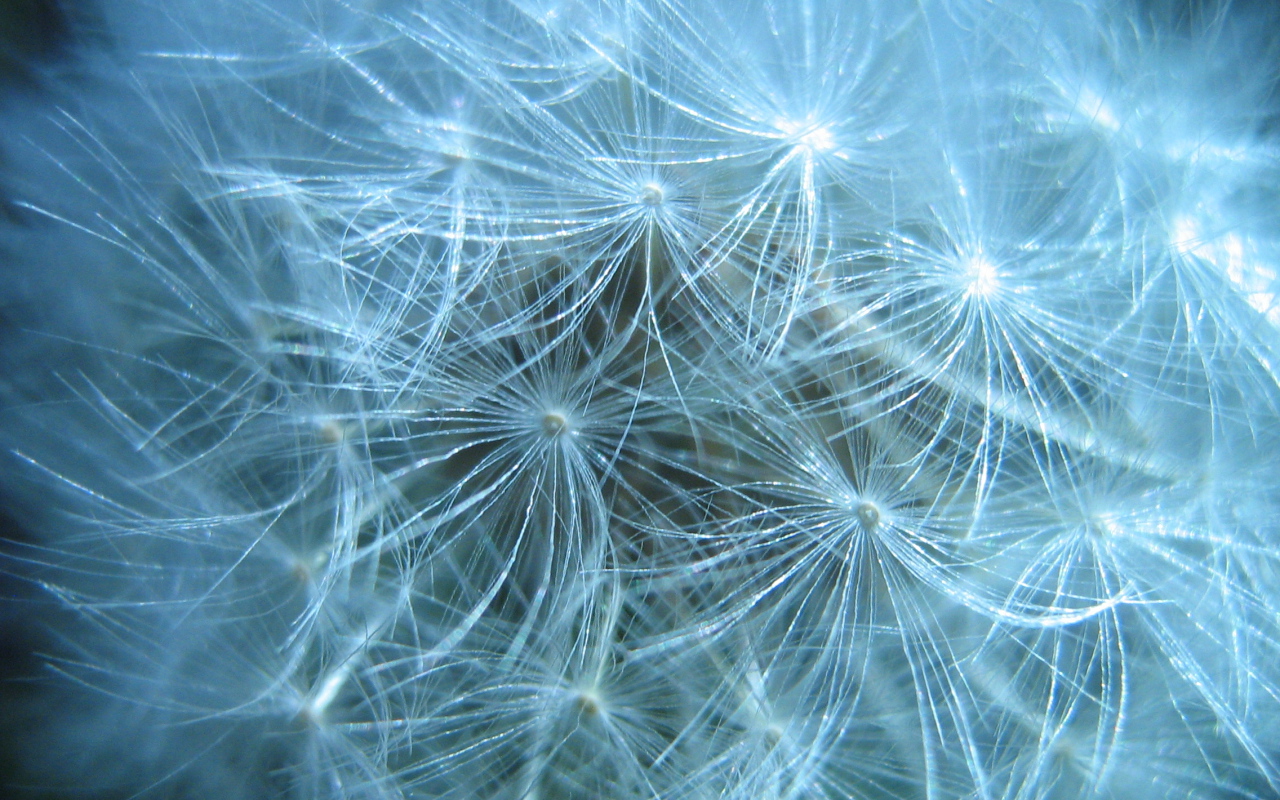 В парке красивый козлобородник (большой одуванчик) 