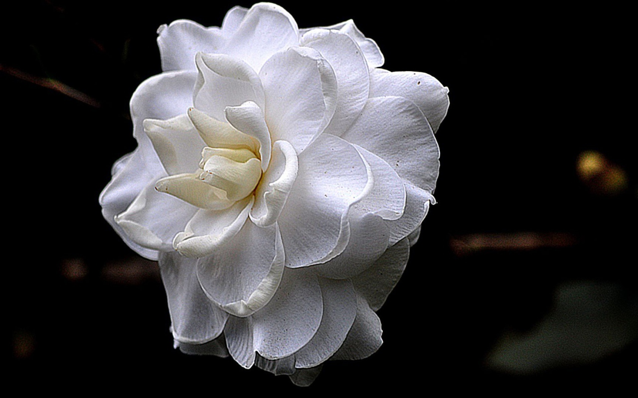 Белый цветок на черном фоне