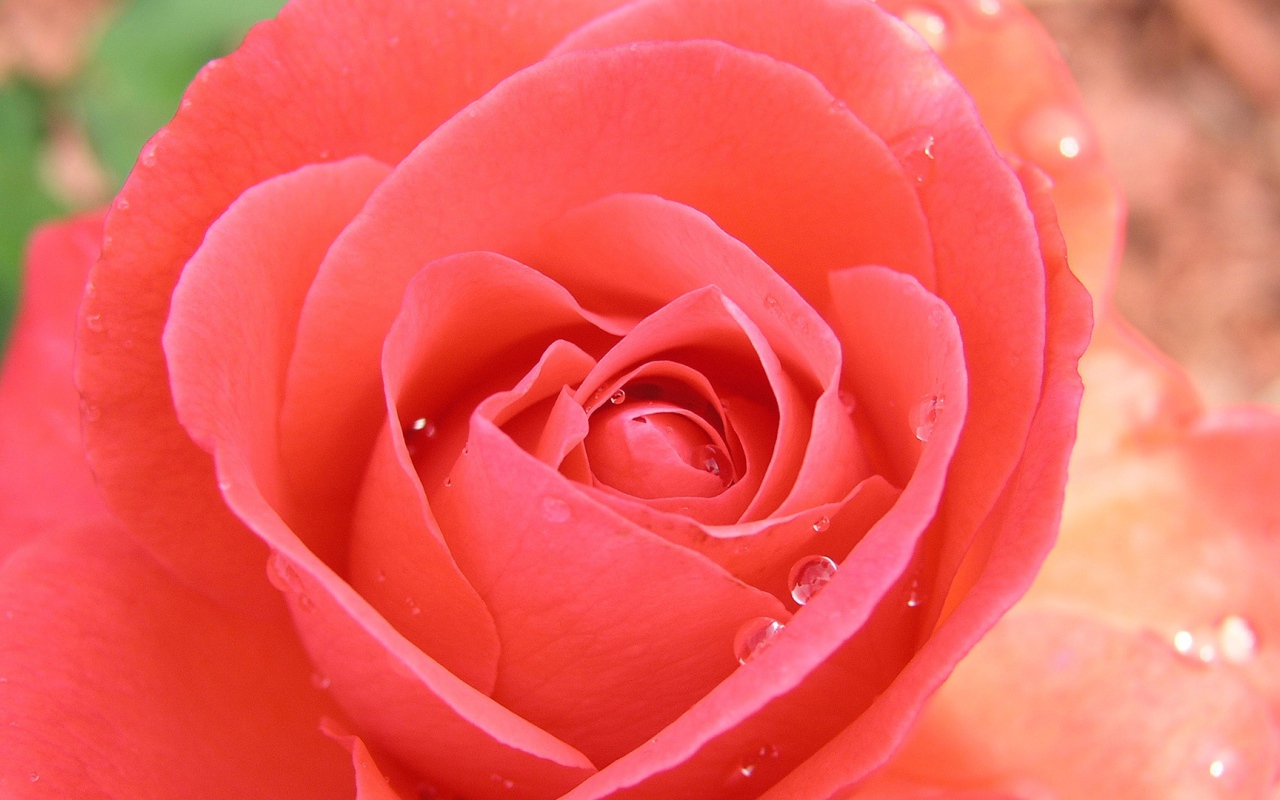 Тропическая роза