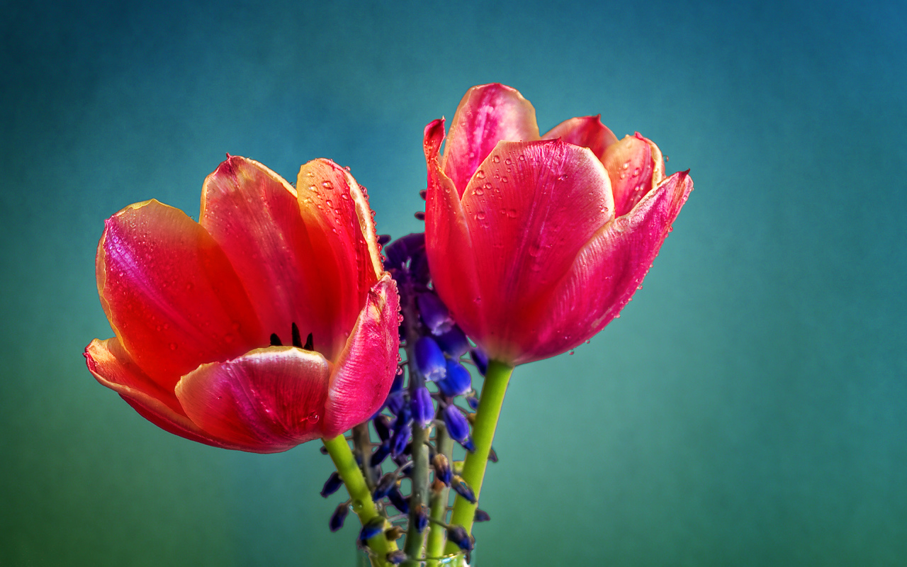 Два красных тюльпана