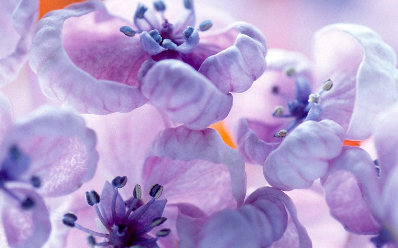 Фиолетовые цветы