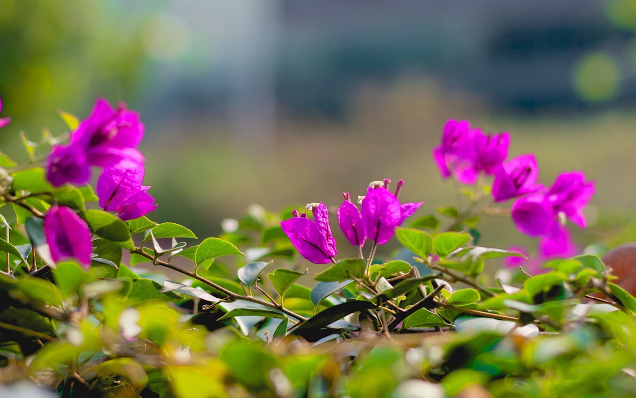 Фиолетовые цветки