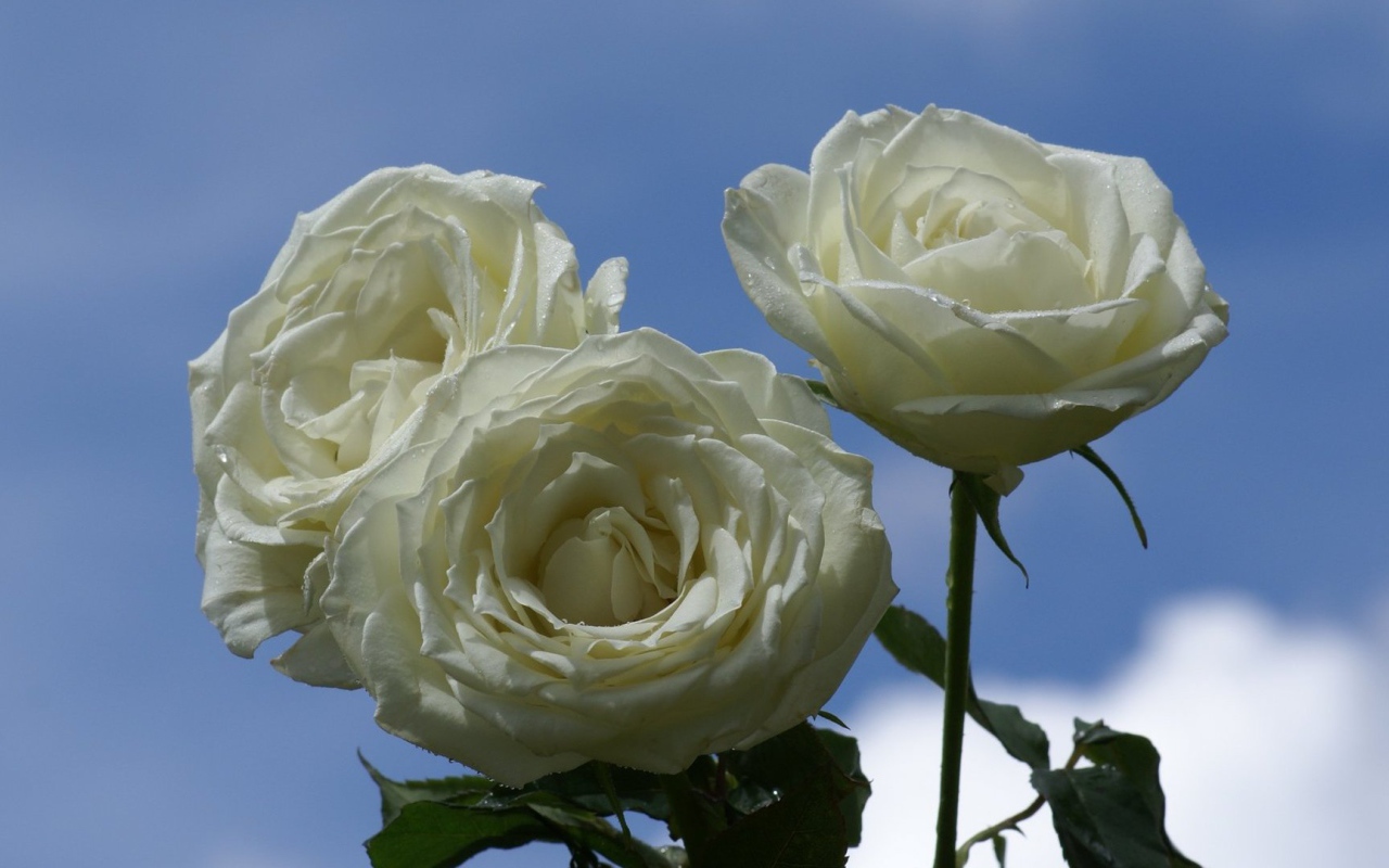 Мокрые белые розы на фоне неба
