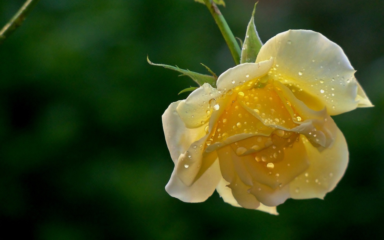 Мокрая жёлтая роза на фоне зелени