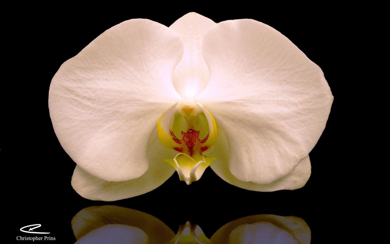 Белая орхидея на черном фоне