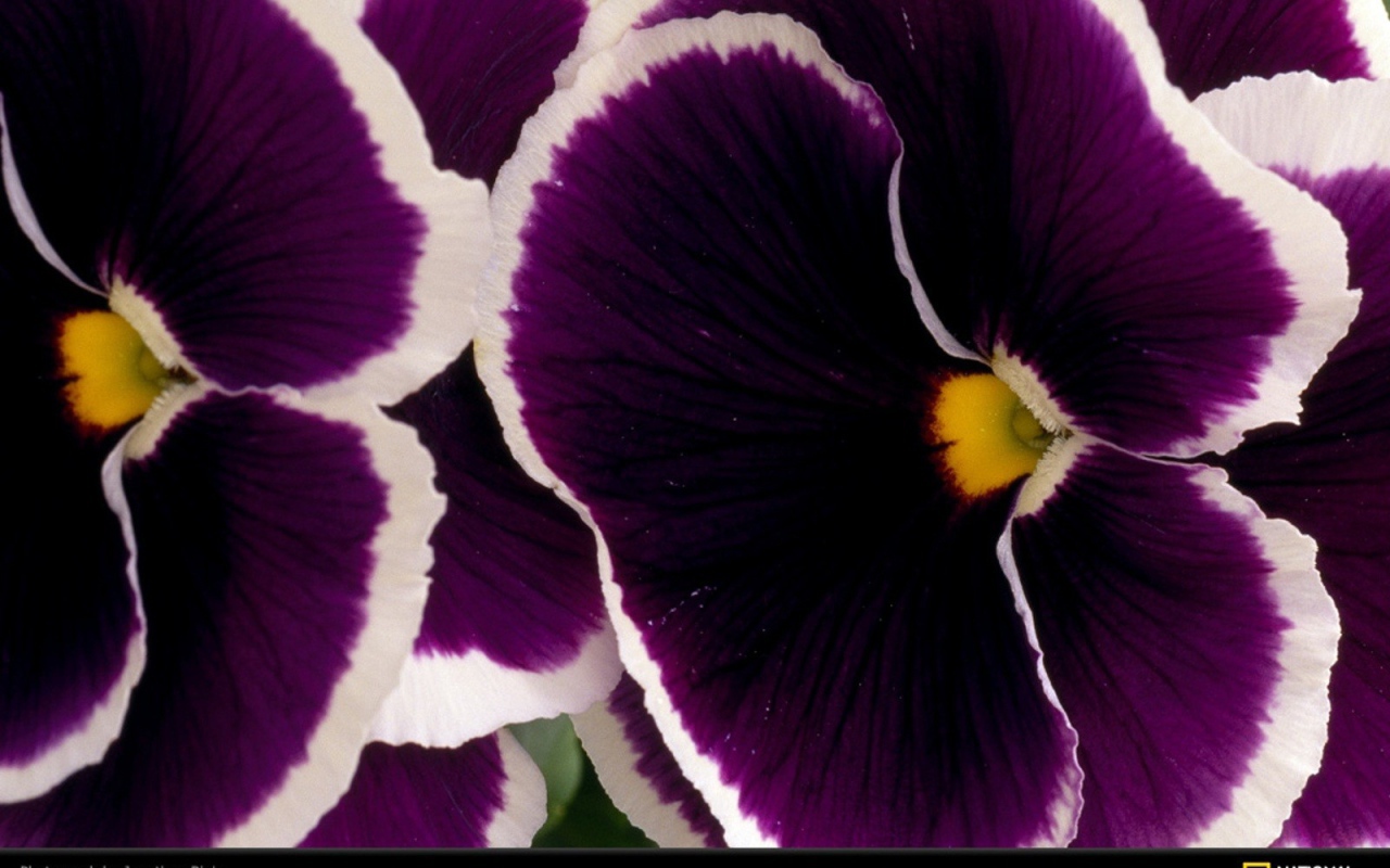 Бело фиолетовые цветы