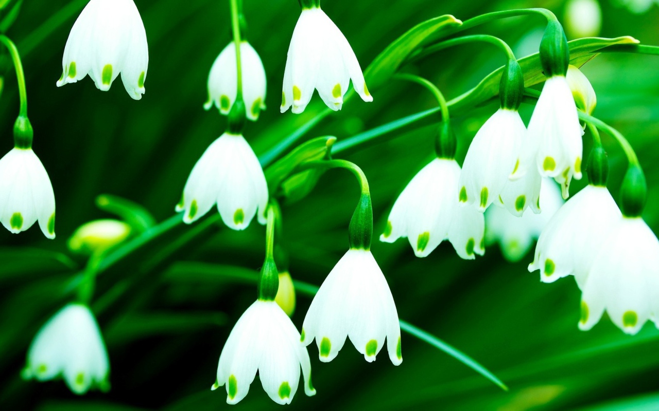 Белый колокольчик