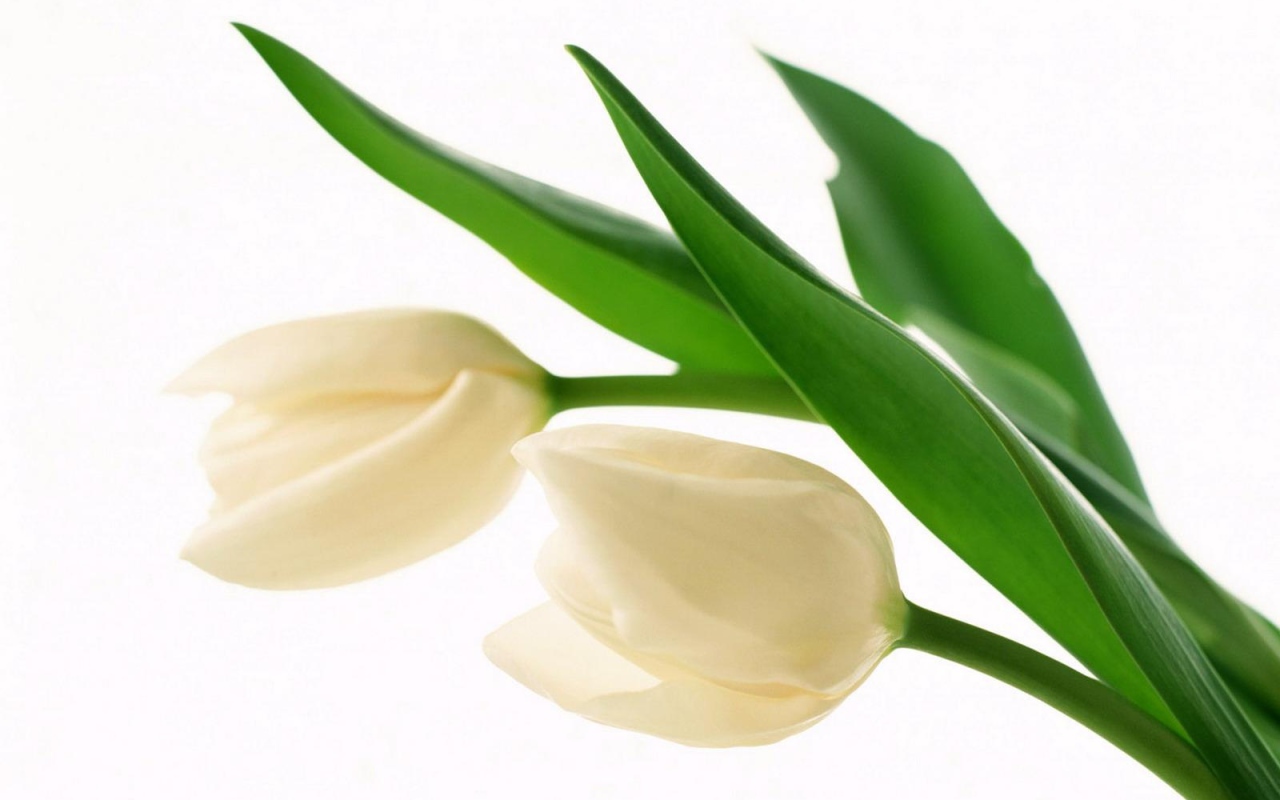 Белые бутоны