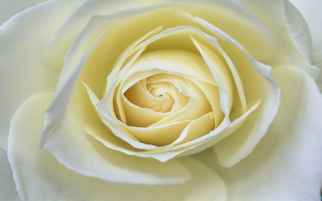 Белая роза крупным планом