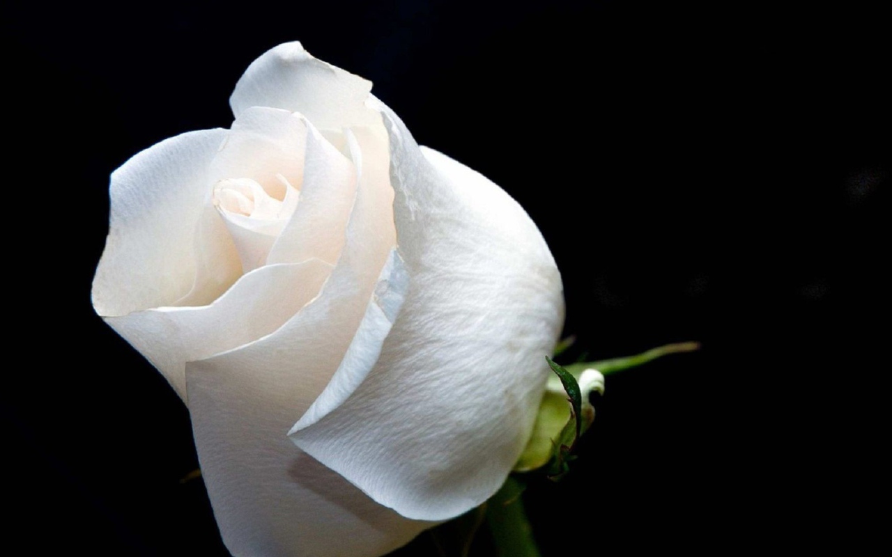 Белая роза на чёрном фоне крупным планом