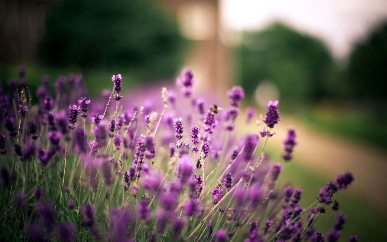 Полевые растения и ветер