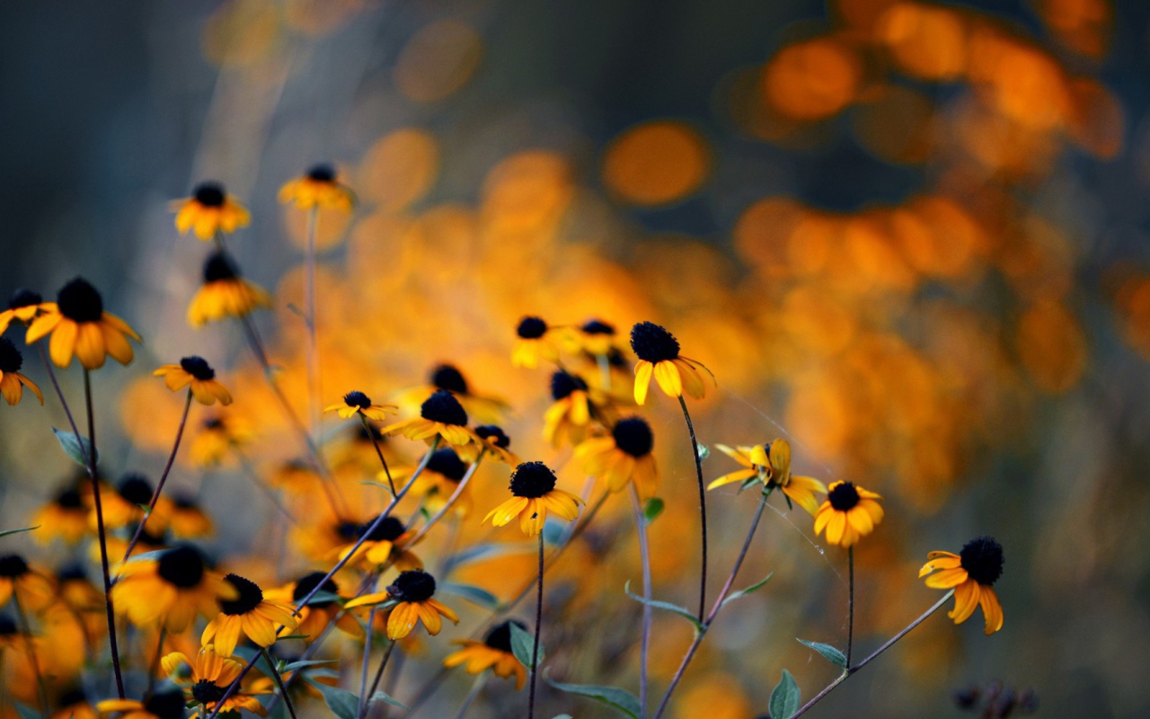 Увядшие в поле цветы