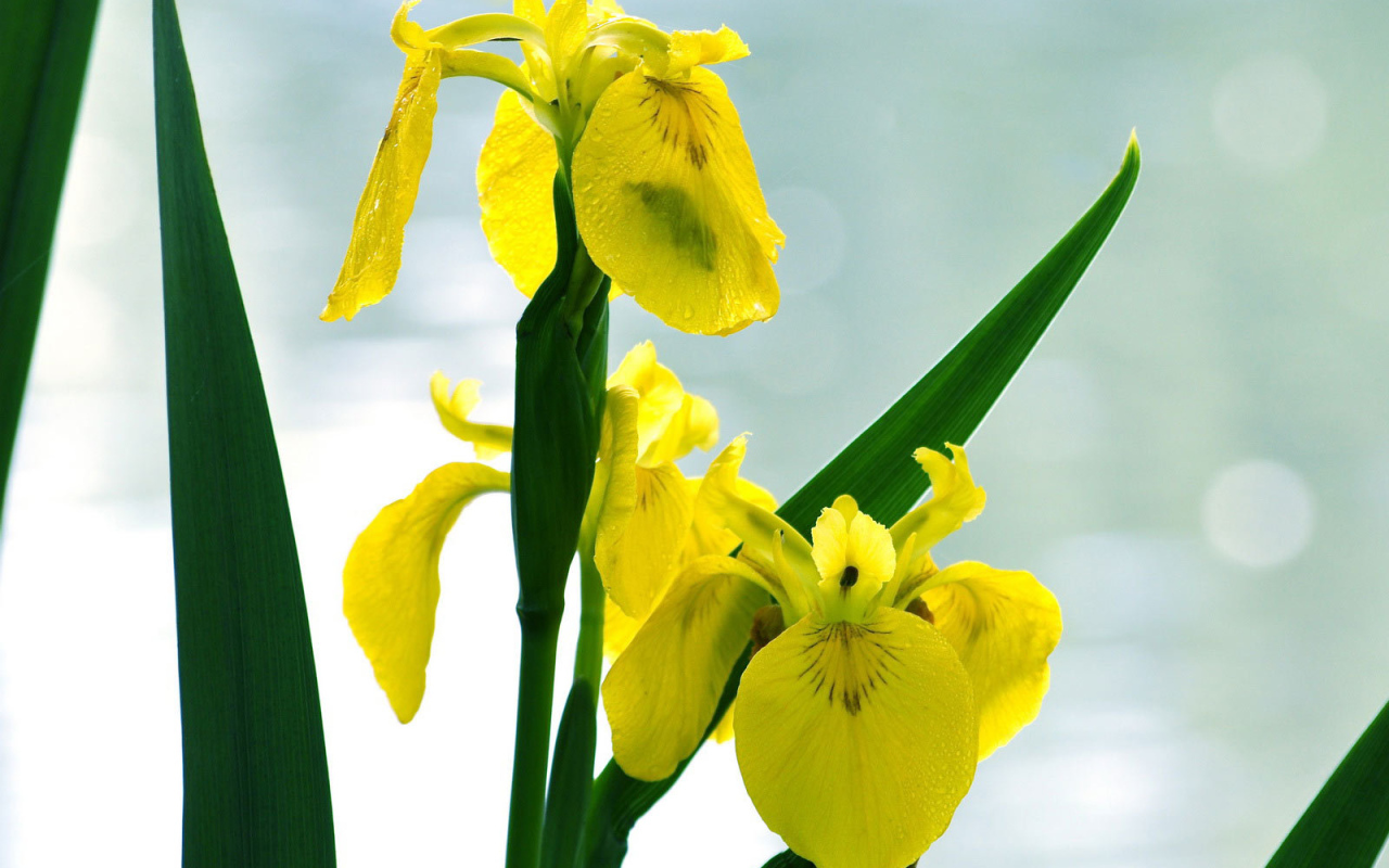 Желтые ирисы