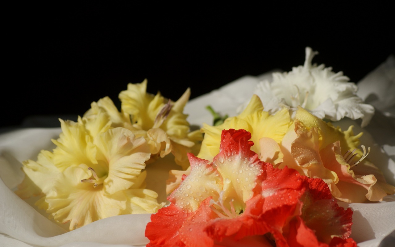 Желтые и красные гладиолусы