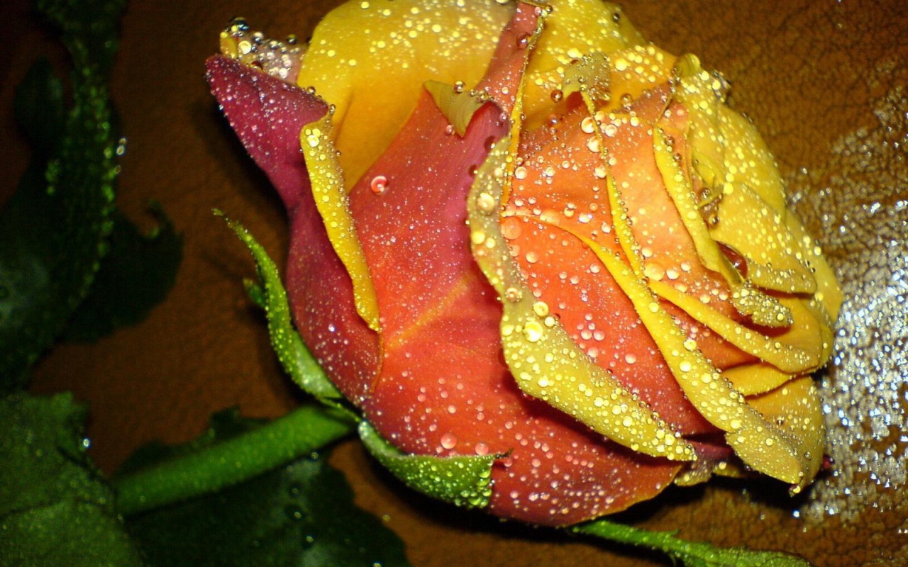 Прекрасная желтая роза