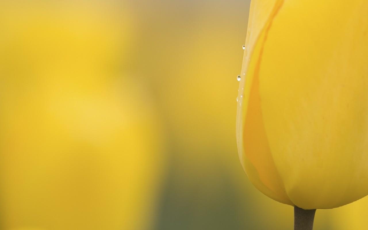 Желтый бутон