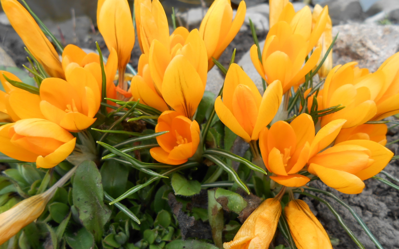 Цветы желтые крокусы на поляне