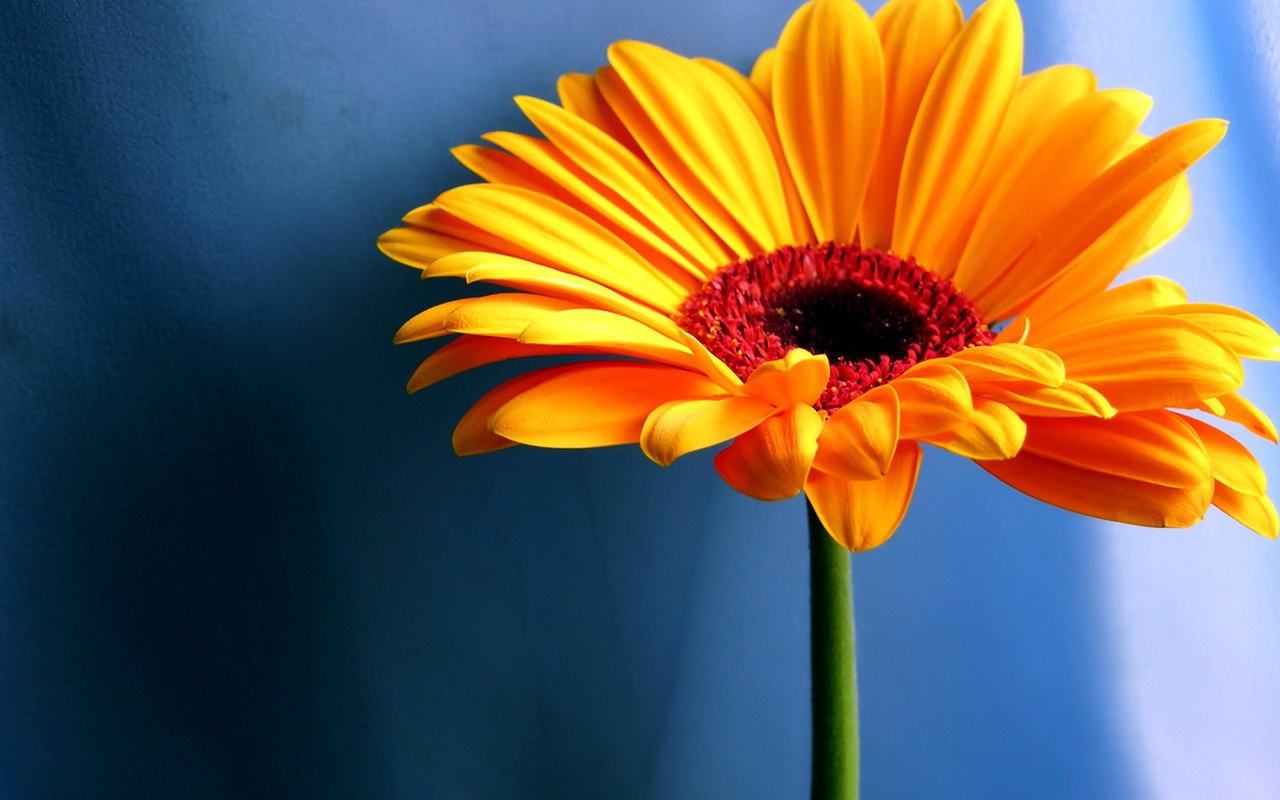 Оранжевая ромашка