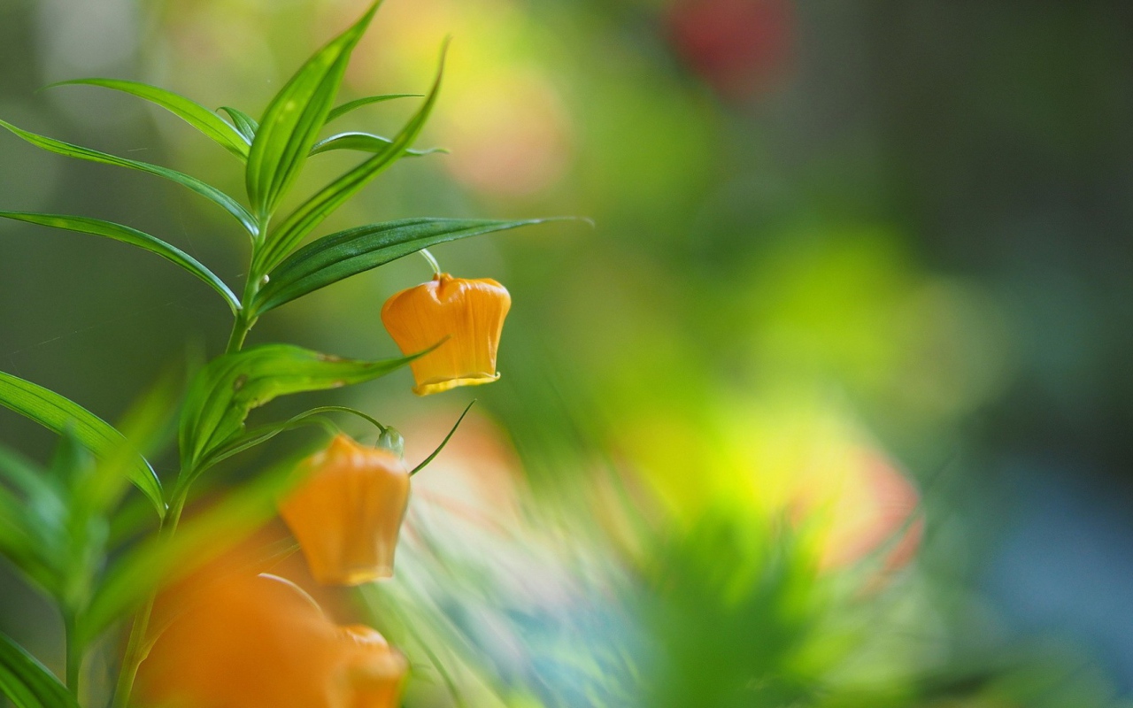 Желтый цветок