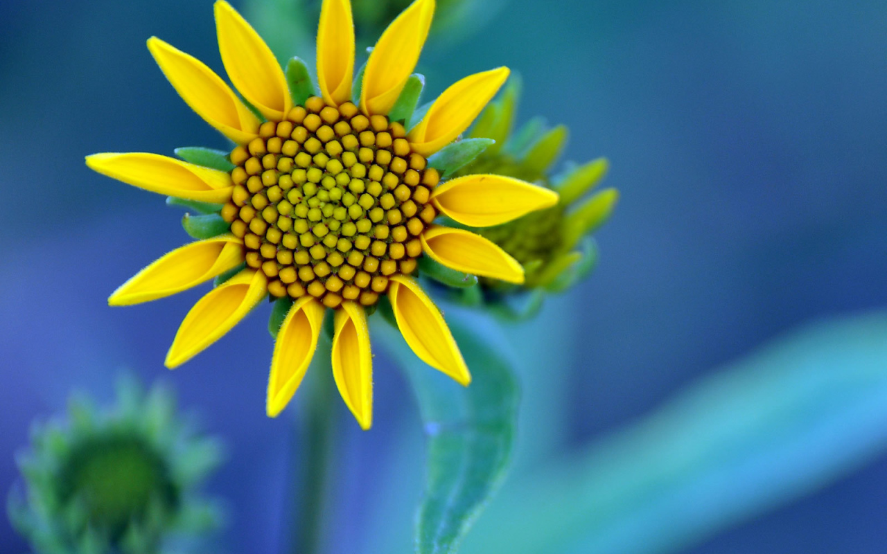 Желтый цветок