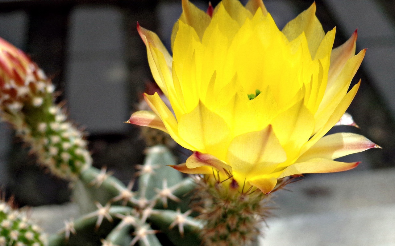 Желтый цветок кактуса