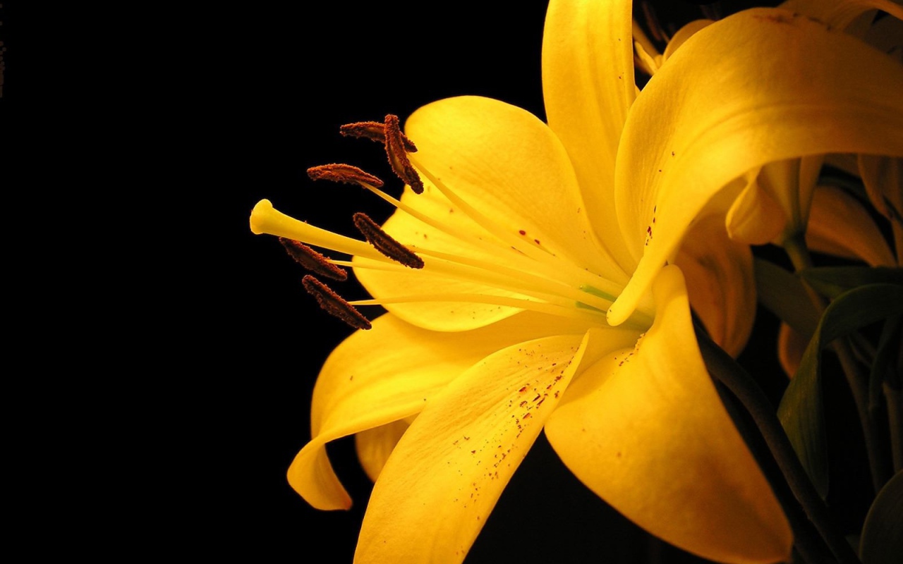 Желтая лилия 