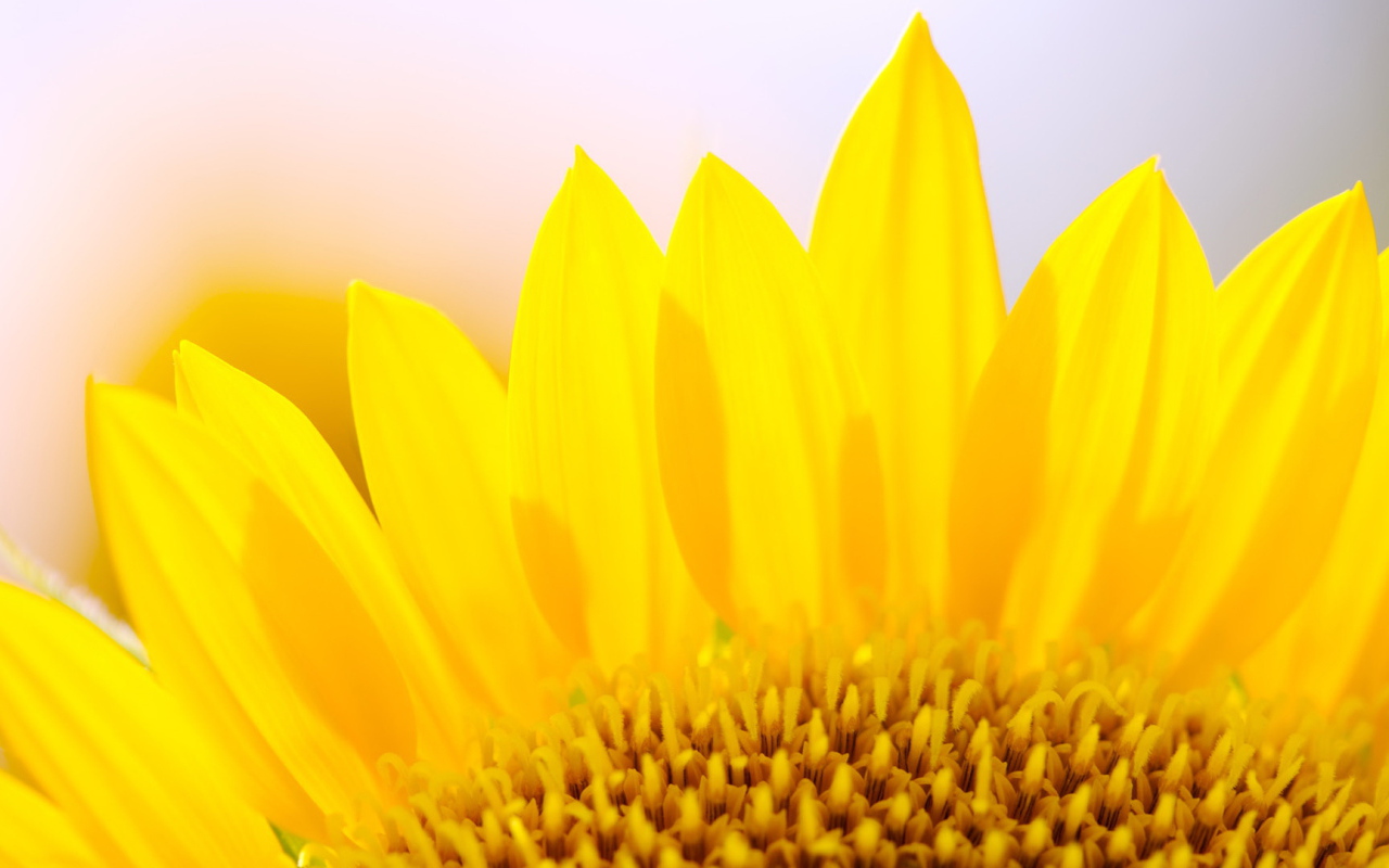 Желтые лепестки цветка подсолнуха