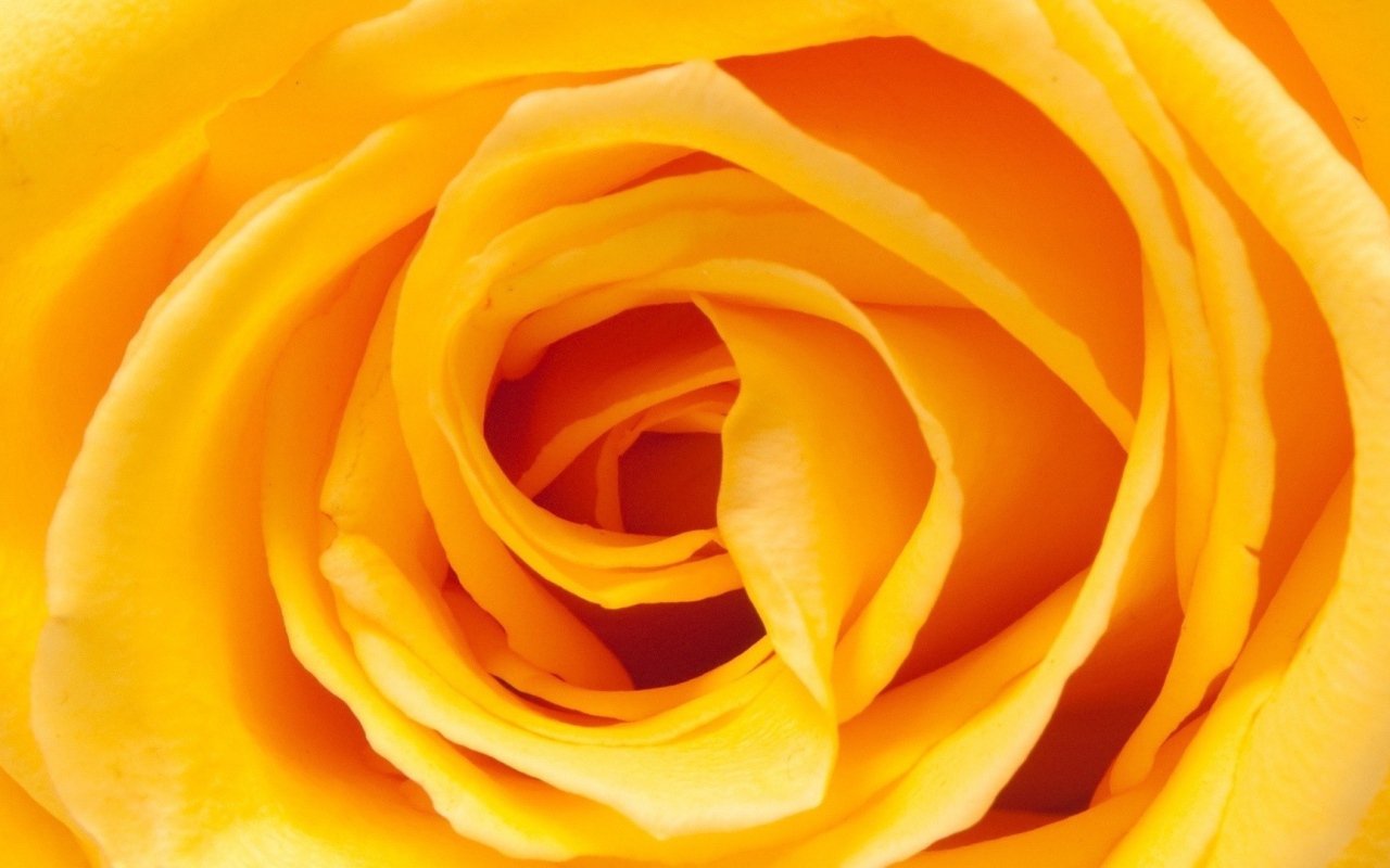 Жёлтая роза, сердцевина