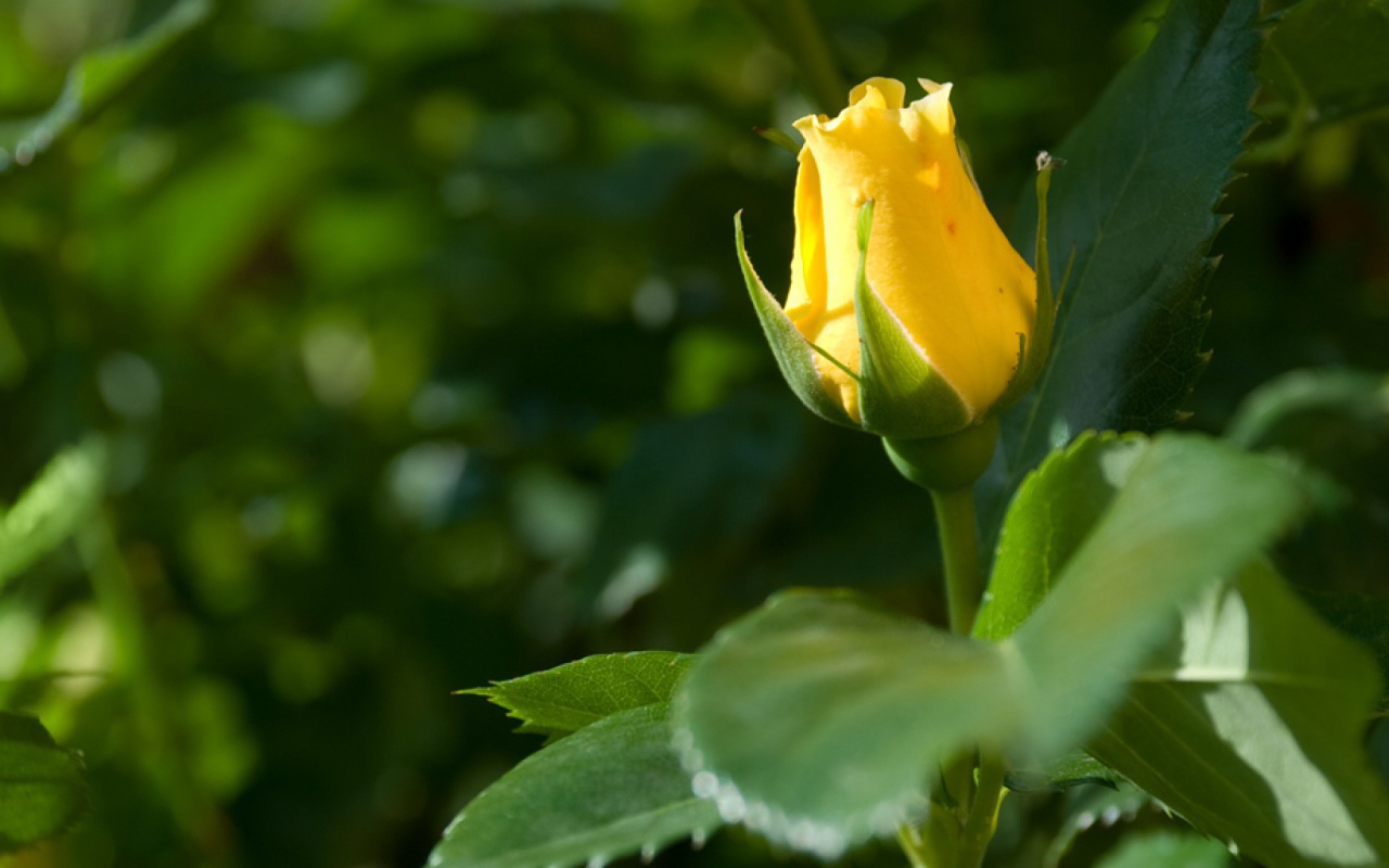 Жёлтая роза цветёт