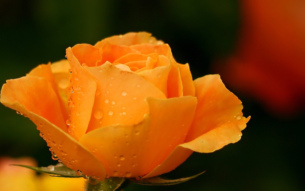 Жёлтая роза в саду после дождя