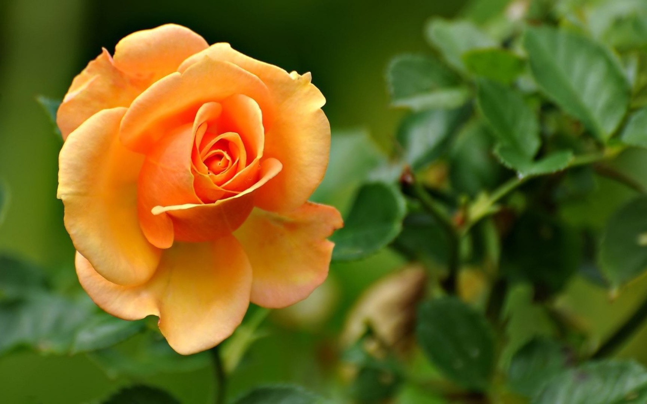 Жёлтая роза на фоне листвы