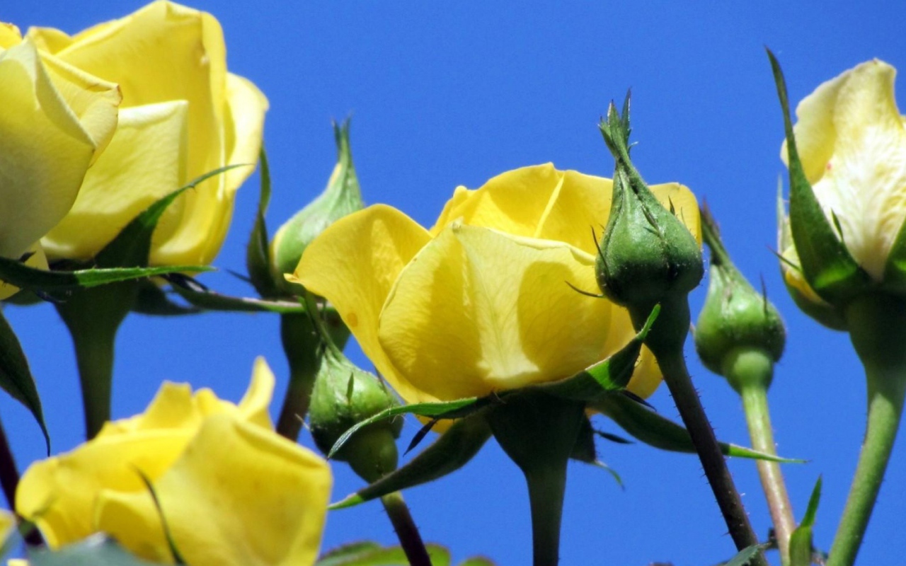 Жёлтые розы на фоне неба