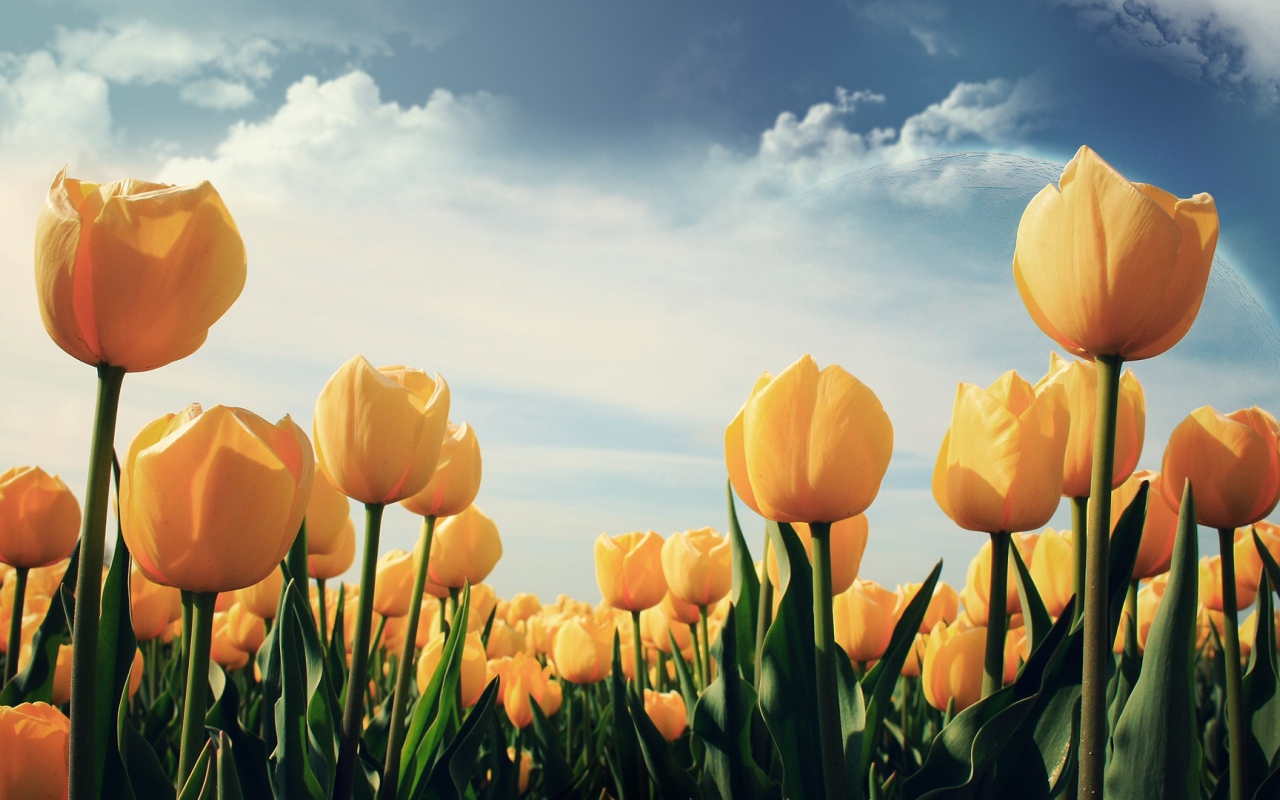 Желтые тюльпаны