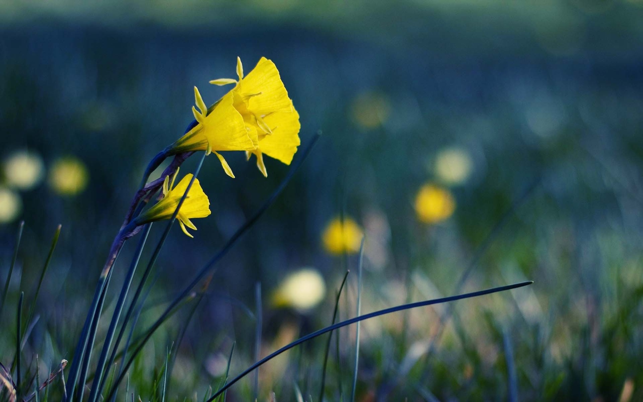 Желтые полевые цветы