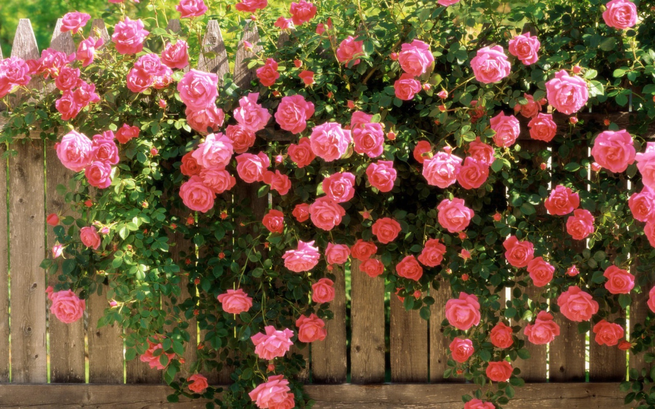 Цветущий забор