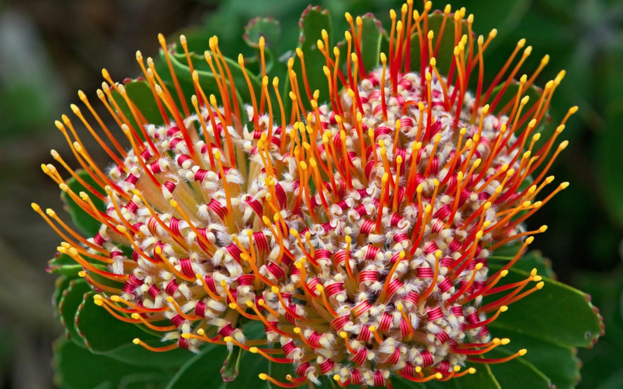 Цветок из Южной африки