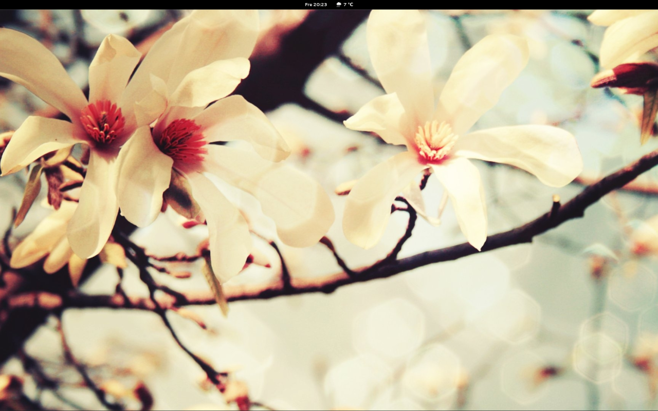 Весной цветут деревья