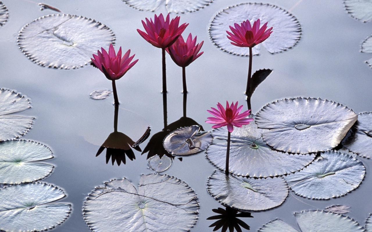 Водяные лилии во Вьетнаме