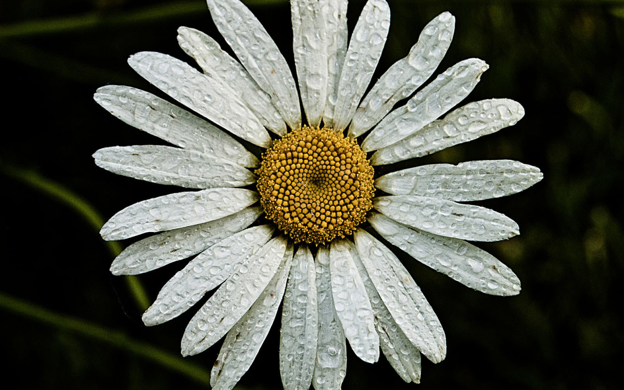 Ромашка с каплями