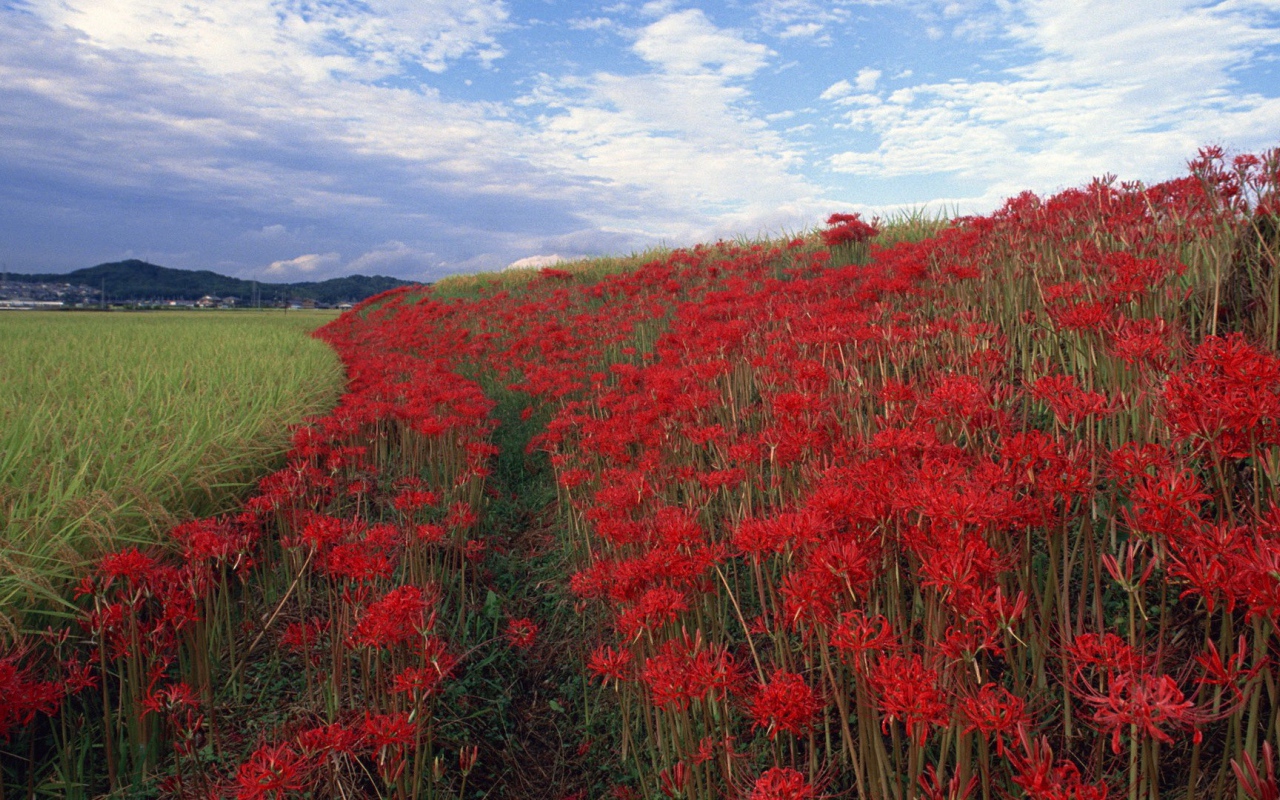 Поле красных цветов