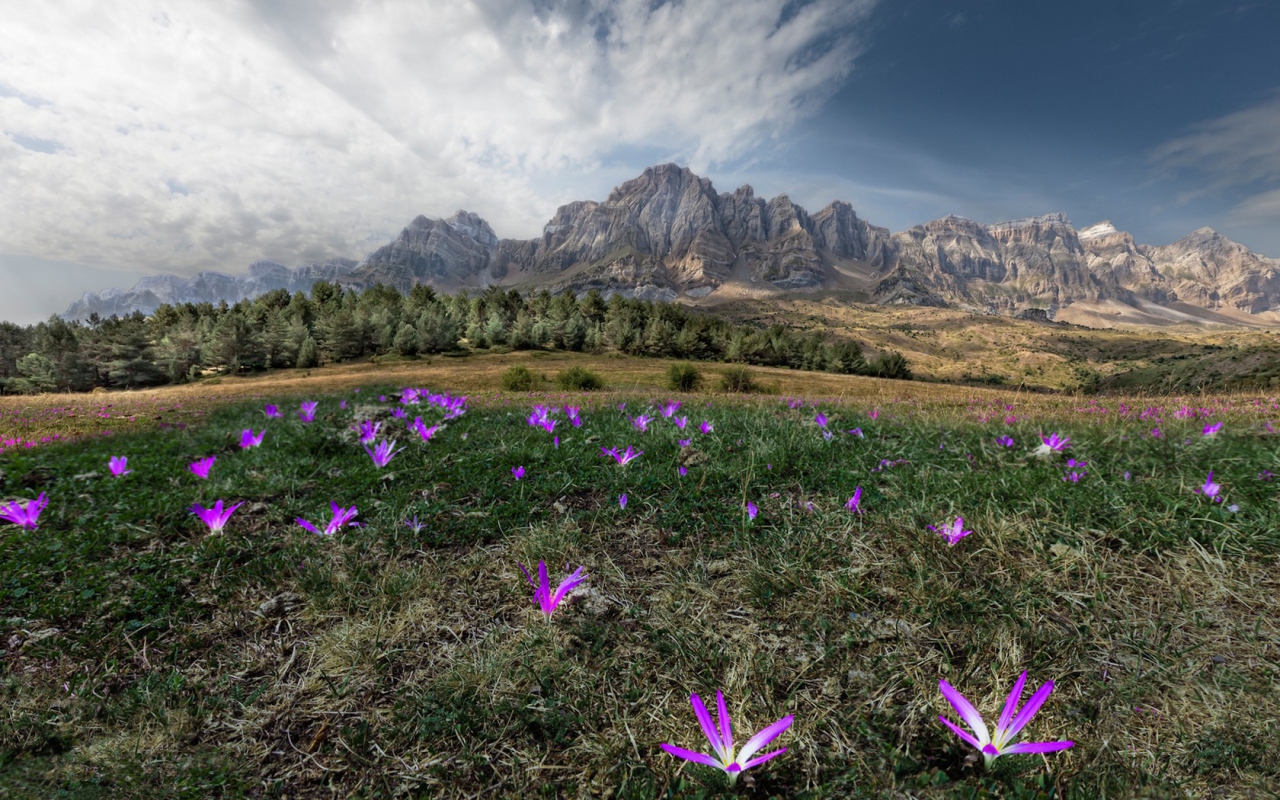 Цветы в горах